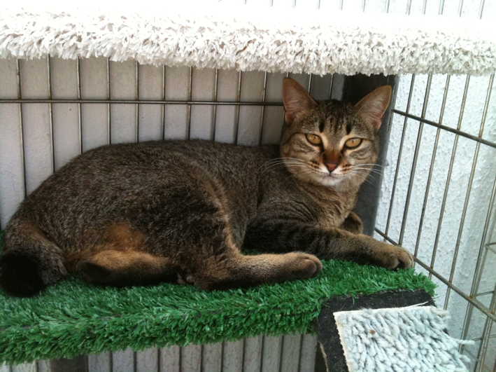 Gatos resgatados pela AILA aila2 Aliança Internacional dos Animais