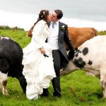 Tem uma vaca no meu casamento